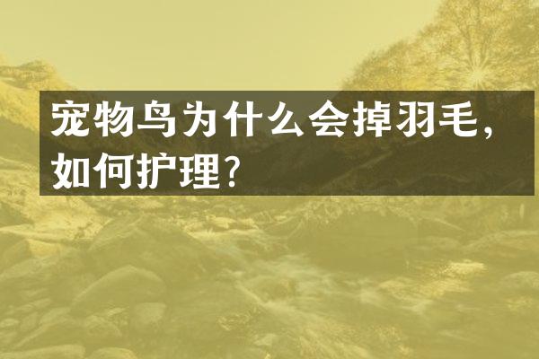 宠物鸟为什么会掉羽毛，如何护理？