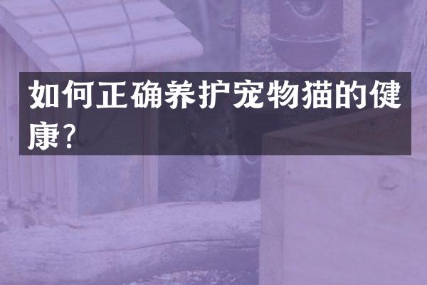 如何正确养护宠物猫的健康？