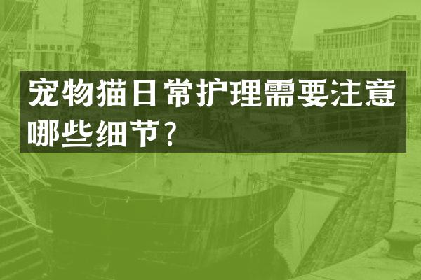 宠物猫日常护理需要注意哪些细节？