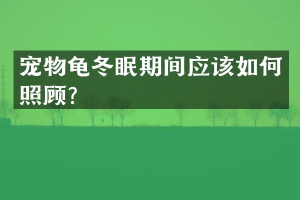 宠物龟冬眠期间应该如何照顾？