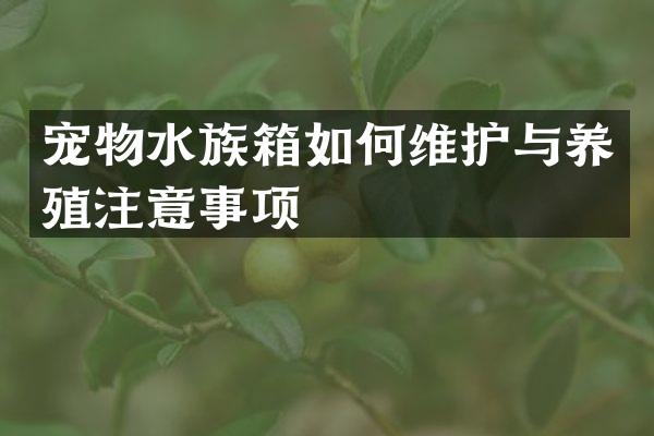 宠物水族箱如何维护与养殖注意事项