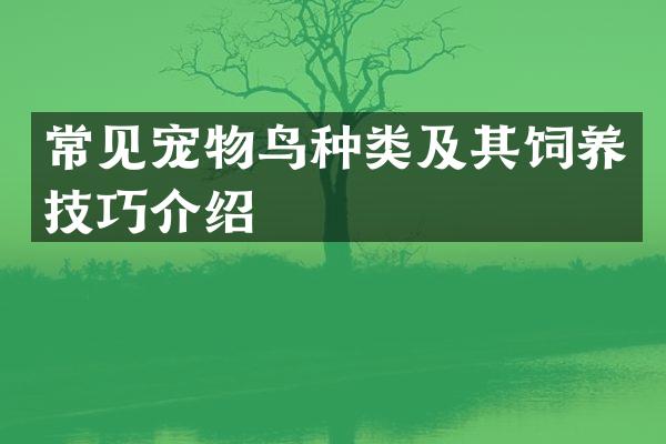 常见宠物鸟种类及其饲养技巧介绍