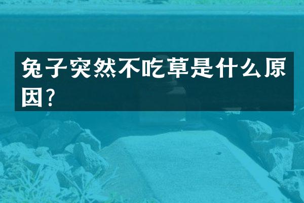 兔子突然不吃草是什么原因？
