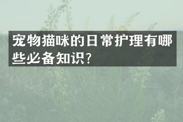 宠物猫咪的日常护理有哪些必备知识？