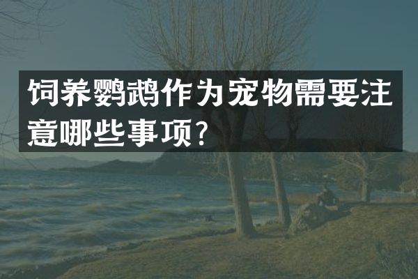 饲养鹦鹉作为宠物需要注意哪些事项？