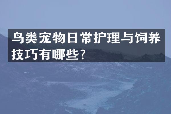 鸟类宠物日常护理与饲养技巧有哪些？