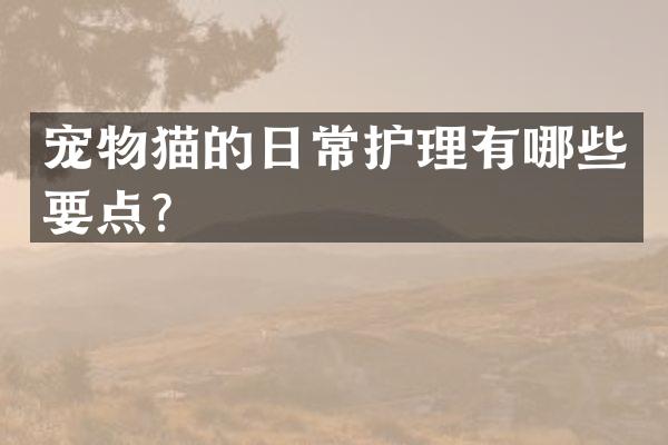 宠物猫的日常护理有哪些要点？