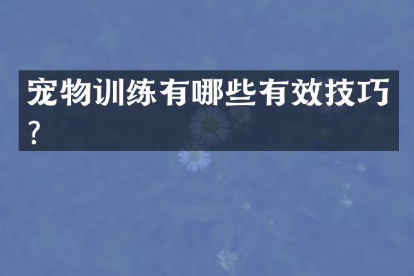 宠物训练有哪些有效技巧？