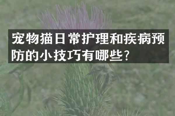 宠物猫日常护理和疾病预防的小技巧有哪些？