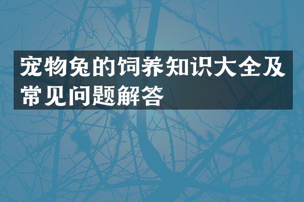 宠物兔的饲养知识大全及常见问题解答