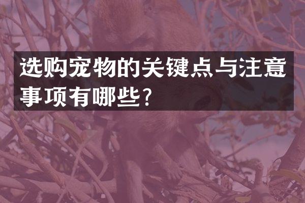 选购宠物的关键点与注意事项有哪些？