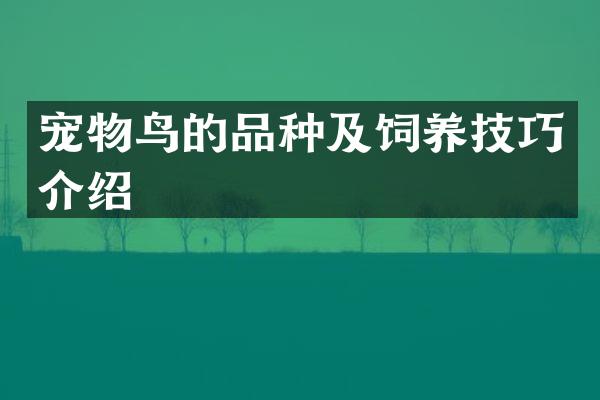 宠物鸟的品种及饲养技巧介绍