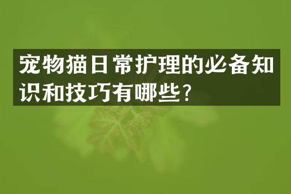 宠物猫日常护理的必备知识和技巧有哪些？