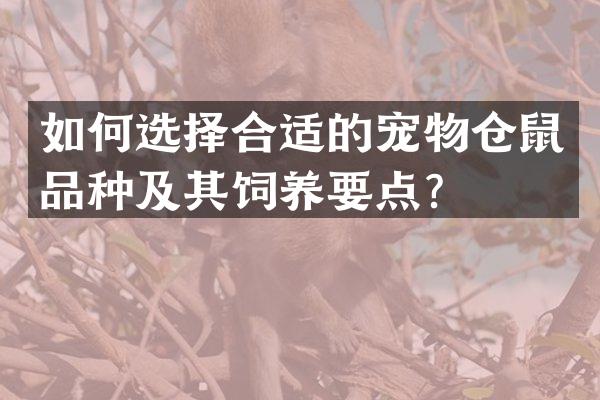 如何选择合适的宠物仓鼠品种及其饲养要点？