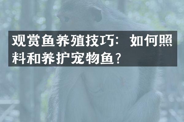 观赏鱼养殖技巧：如何照料和养护宠物鱼？