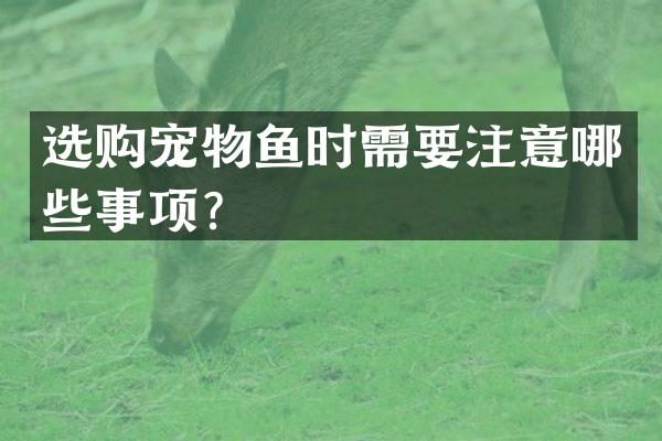 选购宠物鱼时需要注意哪些事项？