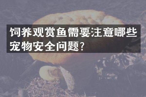 饲养观赏鱼需要注意哪些宠物安全问题？