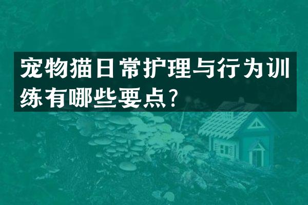宠物猫日常护理与行为训练有哪些要点？