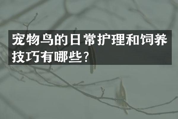 宠物鸟的日常护理和饲养技巧有哪些？
