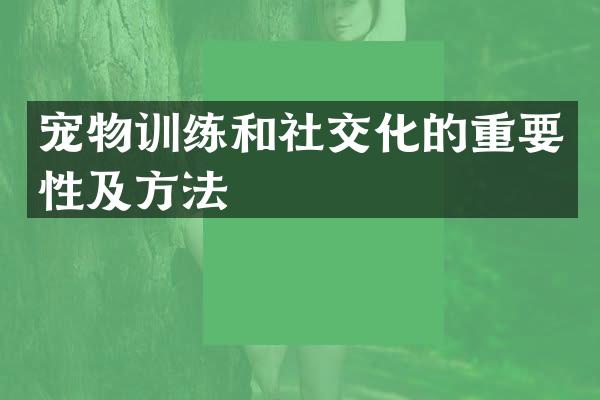 宠物训练和社交化的重要性及方法