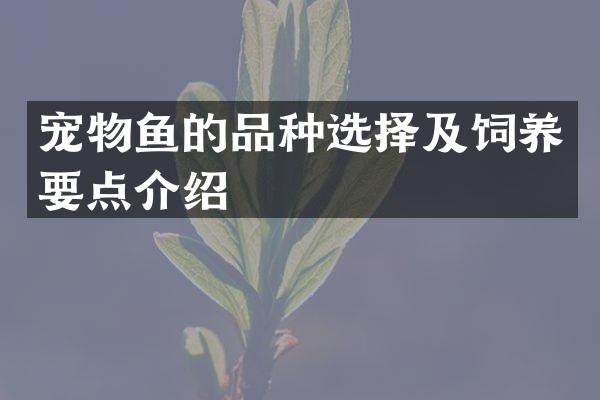 宠物鱼的品种选择及饲养要点介绍