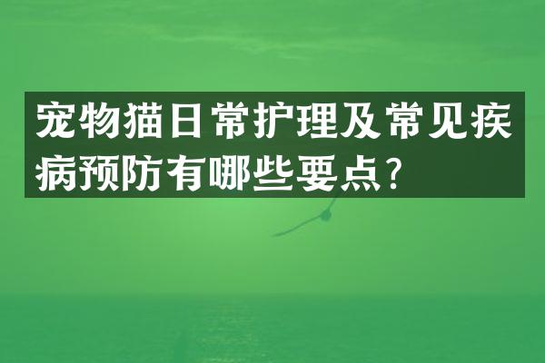 宠物猫日常护理及常见疾病预防有哪些要点？