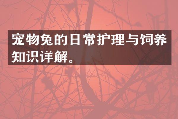 宠物兔的日常护理与饲养知识详解。