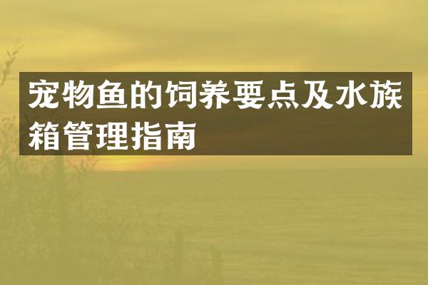 宠物鱼的饲养要点及水族箱管理指南
