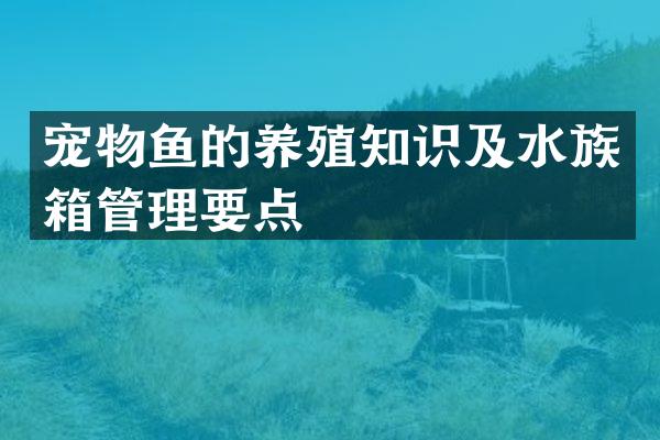 宠物鱼的养殖知识及水族箱管理要点