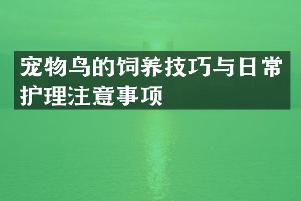 宠物鸟的饲养技巧与日常护理注意事项