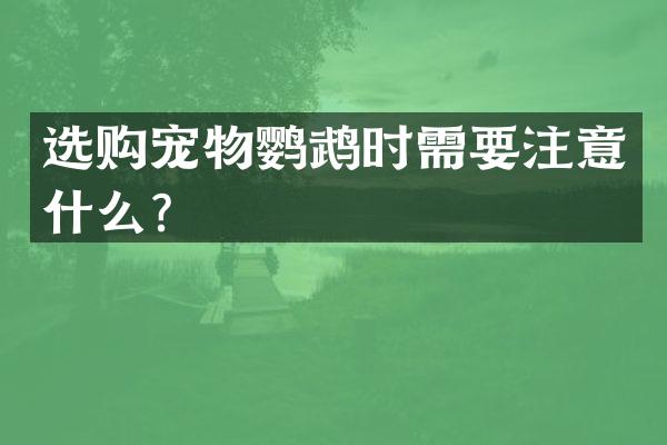 选购宠物鹦鹉时需要注意什么？