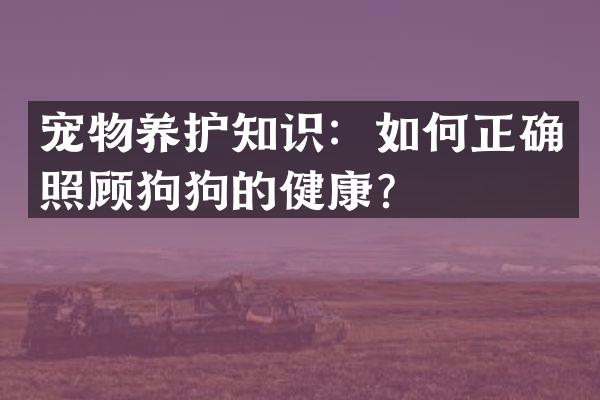 宠物养护知识：如何正确照顾狗狗的健康？