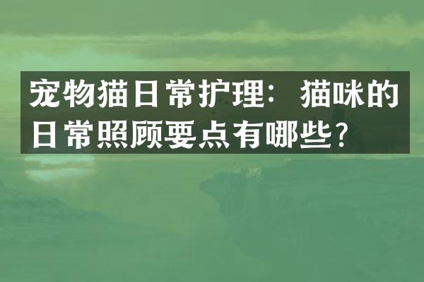 宠物猫日常护理：猫咪的日常照顾要点有哪些？