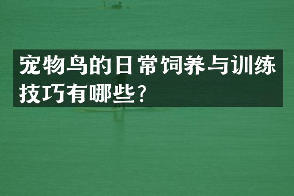 宠物鸟的日常饲养与训练技巧有哪些？