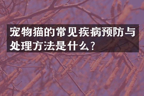 宠物猫的常见疾病预防与处理方法是什么？