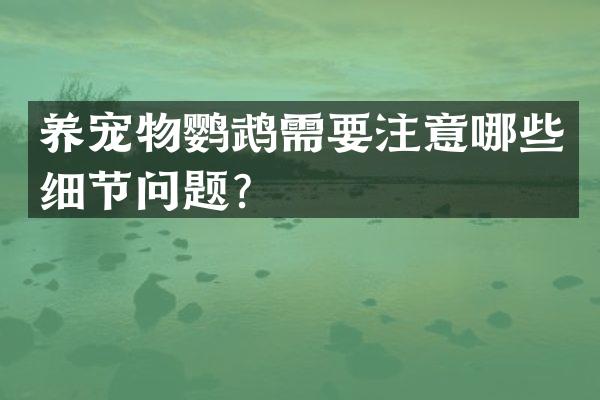 养宠物鹦鹉需要注意哪些细节问题？
