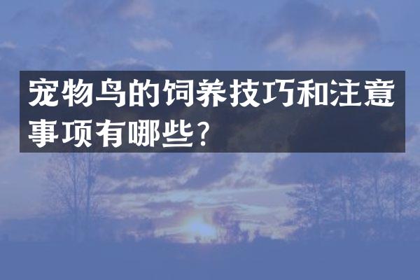 宠物鸟的饲养技巧和注意事项有哪些？
