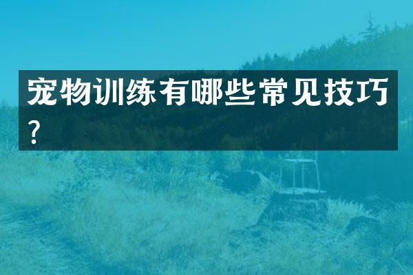 宠物训练有哪些常见技巧？