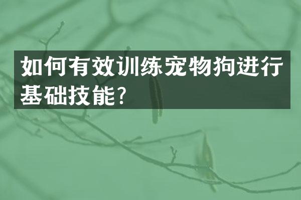 如何有效训练宠物狗进行基础技能？