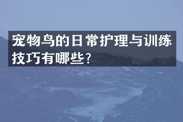 宠物鸟的日常护理与训练技巧有哪些？