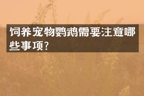 饲养宠物鹦鹉需要注意哪些事项？