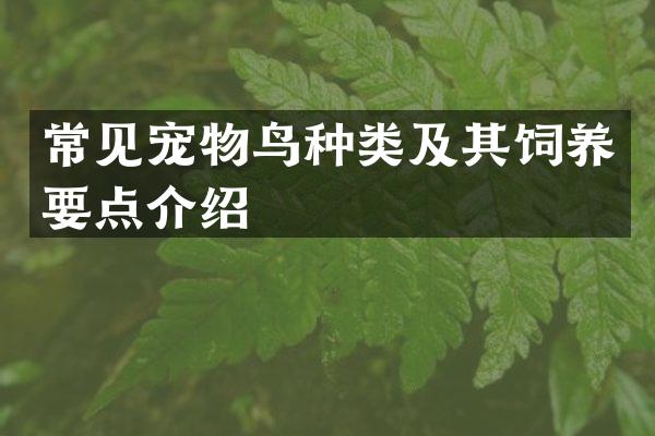 常见宠物鸟种类及其饲养要点介绍