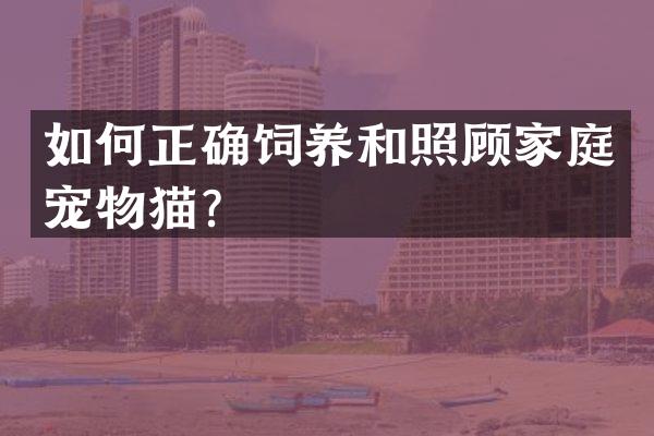 如何正确饲养和照顾家庭宠物猫？