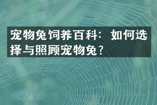 宠物兔饲养百科：如何选择与照顾宠物兔？