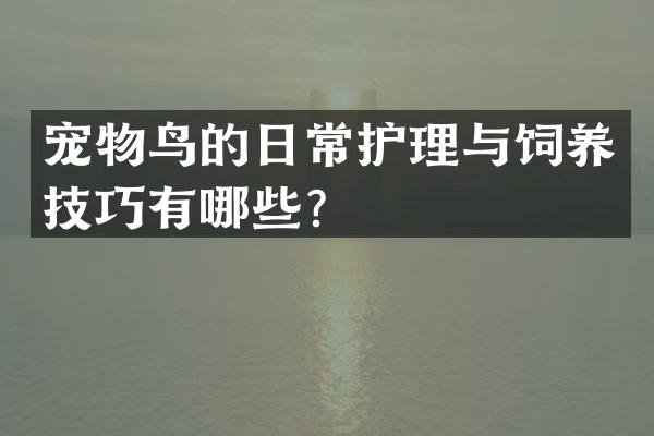 宠物鸟的日常护理与饲养技巧有哪些？
