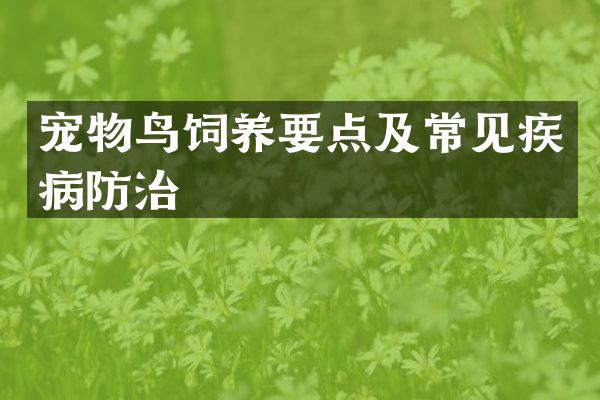 宠物鸟饲养要点及常见疾病防治