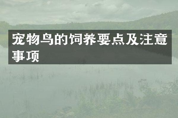 宠物鸟的饲养要点及注意事项