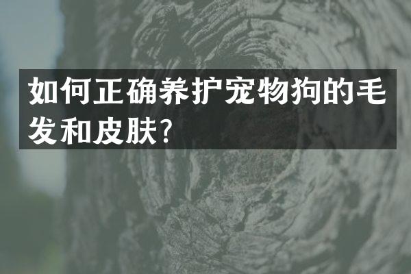 如何正确养护宠物狗的毛发和皮肤？