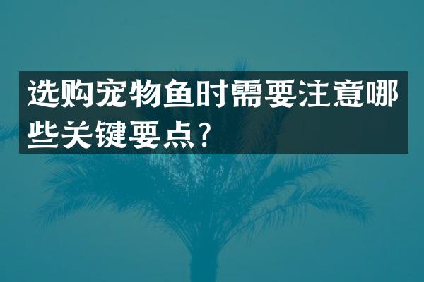 选购宠物鱼时需要注意哪些关键要点？