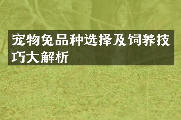 宠物兔品种选择及饲养技巧大解析